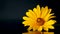 Yellow summer blooming daisy flower isolated on black