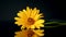 Yellow summer blooming daisy flower isolated on black