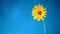 Yellow summer blooming daisy flower isolated on blue