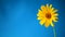 Yellow summer blooming daisy flower isolated on blue