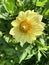 Yellow summer Dahlia on a background of green leaves