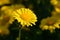 Yellow summer daisy in garden.