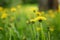 Yellow summer dandelion flowers