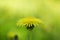 Yellow summer dandelion flowers