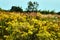 Yellow summer flowers Doronicum