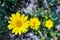 Yellow summer flowers Doronicum