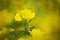 Yellow summer flowers in a garden. Evening Primrose, Oenothera