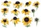 Yellow summer flowers Rudbeckia Watercolor hand painting set. illustration.