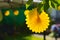 Yellow summer garden party festive decorations