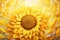 Yellow sun floral plant blossom flora garden nature closeup sunflower bright flower summer