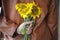 Yellow sun flowers in hand closeup. Young man or woman holding flowers behind her back background