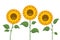 Yellow sun flowers on white background. Sunflowers for spring invitations and summer greeting cards
