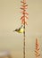 Yellow Sunbird Wildlife on Aloe Vera Plant Flower