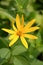 Yellow sunchoke flower in garden