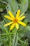 Yellow sunchoke flower in garden