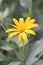 Yellow sunchoke flower in garden