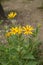 Yellow sunchoke flower in garden