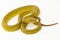 Yellow Sunda Island pitviper snake Trimeresurus insularis wetar isolated on white background