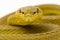 Yellow Sunda Island pitviper snake Trimeresurus insularis wetar isolated on white background