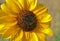 Yellow sunflower