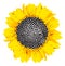 Yellow sunflower