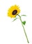 Yellow sunflower