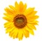 Yellow sunflower