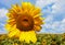 Yellow sunflower against clouds. summer landscape