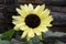 Yellow sunflower on the background of old logs