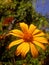 Yellow Sunflower with beautifully open petals(Selective Focus)