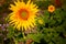 Yellow sunflower with a bee on a petal