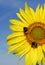 Yellow sunflower with bees on blue sky