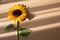 Yellow sunflower on beige background with aesthetic sunlight shadows. Minimal still life floral composition