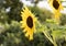 Yellow sunflower bloom in Alberobello, Italy.