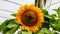 The yellow sunflower blooming