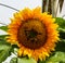 The yellow sunflower blooming beautifully
