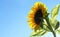 Yellow sunflower blooming on blue sky backgraound on garden. Seeds and oil. Organic and ecological plant for the production of edi