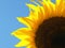 Yellow sunflower blooming on blue sky backgraound on garden. Seeds and oil. Organic and ecological plant for the production of edi