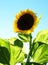 Yellow sunflower blooming on blue sky backgraound on garden. Seeds and oil. Organic and ecological plant for the production of edi