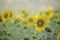 Yellow sunflower is blooming in the full field.