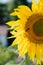 Yellow sunflower blooms in the garden in the sun, a bee sits on it and pollinates