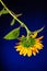 Yellow sunflower on a blue background upside down