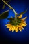 Yellow sunflower on a blue background upside down1