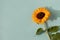 Yellow sunflower on blue turquoise background with aesthetic sunlight shadows. Minimalist autumn still life floral composition