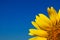 Yellow sunflower and bright blue sky
