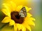 Yellow sunflower with a butterfly.