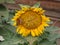 Yellow sunflower with butterfly