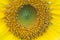 Yellow sunflower closeup so beautiful