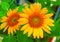 Yellow sunflower closeup photo. Summer meadow with yellow flowers. Open daisy flower background