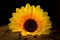 yellow sunflower. dark. night. wood